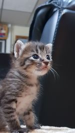 Close-up of kitten looking away