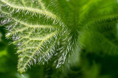 Macro of a green spiky leaf in the nature