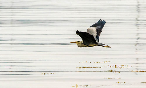 Bird flying over lake