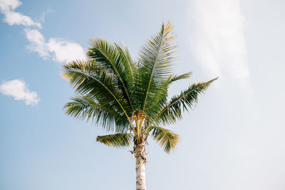Low angle view of palm tree against sky