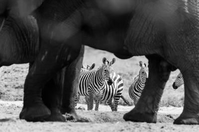 Low section of elephant with zebra