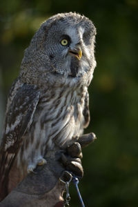 great grey owl