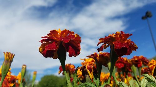 Close-up of red flowers blooming in field