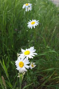 Close-up of daisies blooming on field