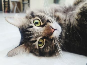 Close-up portrait of a cat