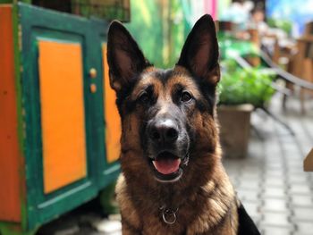 Close-up portrait of black dog