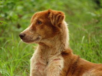 Close-up of a dog looking away