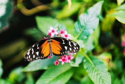 Close-up of butterfly pollinating on flower