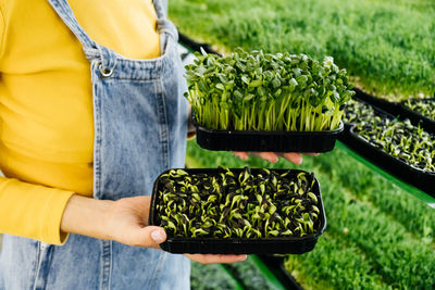 Young female farmer growing microgreens on her indoor vertical garden. radish, arugula, daikon, pea