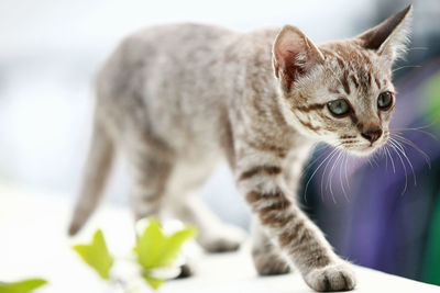 Close-up of a cat