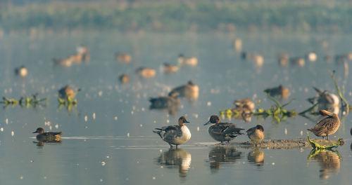 Closeup shot of migratory bird perching on the lake water