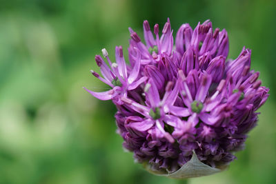 Close-up of pink flowering plant