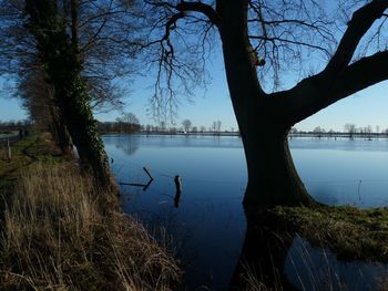 View of swan on lakeshore