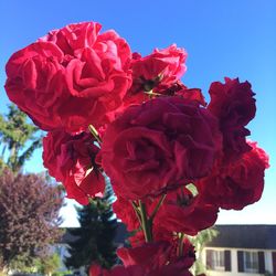 Close-up of red flowers blooming against sky