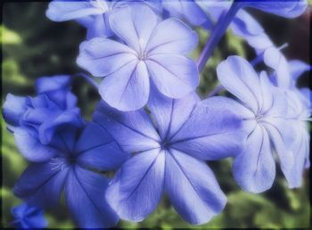 Close-up of purple iris blooming outdoors