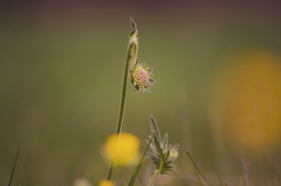 plant