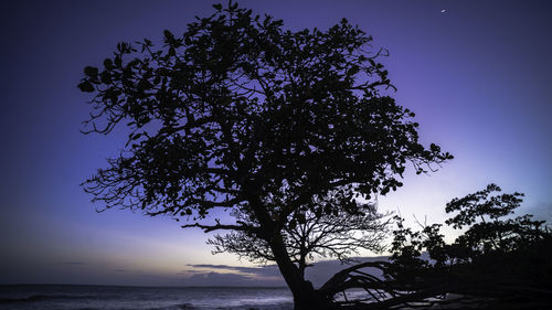 Silhouette tree by sea against clear sky