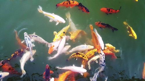 High angle view of koi carps swimming in pond