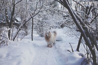 Dog on snow covered field during winter