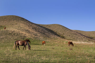 Horses in a field