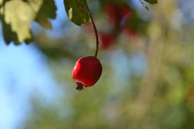 Close-up of red berries growing on tree