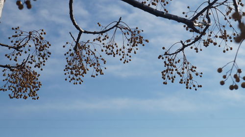 Low angle view of cherry blossom against sky