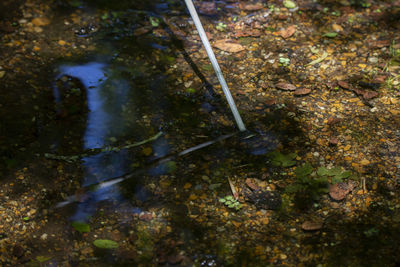 High angle view of water flowing in forest