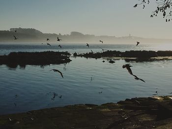 View of birds in sea