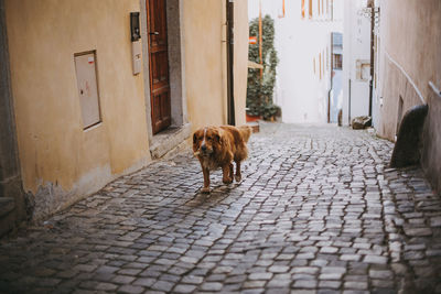 Dog walking amidst buildings on alley