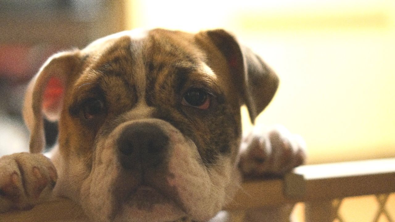 pets, dog, domestic animals, one animal, mammal, animal themes, indoors, portrait, close-up, focus on foreground, looking at camera, home interior, animal head, selective focus, no people, relaxation, home, sunlight, sitting