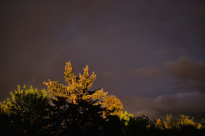 Low angle view of trees against sky during sunset