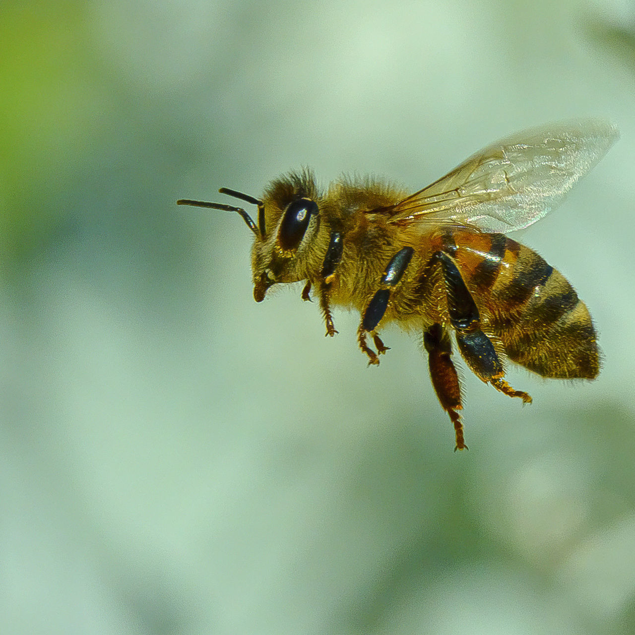 CLOSE-UP OF BEE POLLINATING ON FLOWER