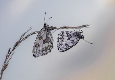 Close-up of butterfly on dry leaf