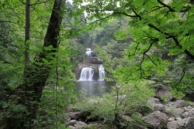 View of waterfall amidst trees in forest