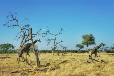 Bare tree on field against clear blue sky