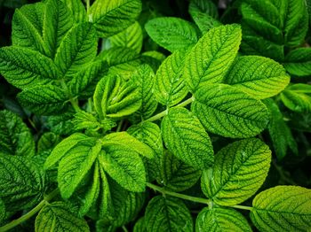 Full frame shot of green plant