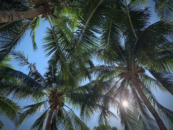 Low angle view of palm trees against sky