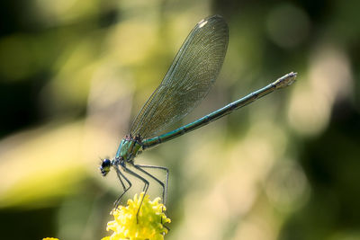 Close-up of butterfly on flower