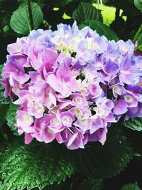 Close-up of purple flowers blooming outdoors