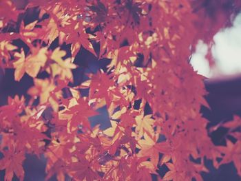 Close-up of autumnal leaves