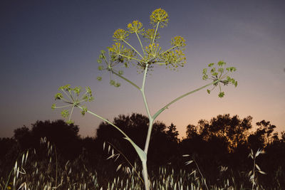 Close-up of flowering plants on field against sky