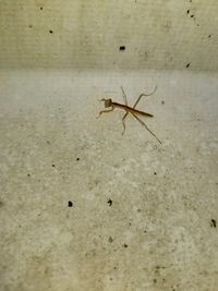 Close-up of ant on wall