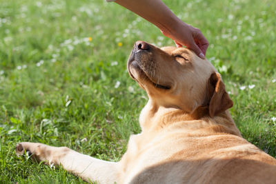 Cropped hand of person touching golden retriever relaxing on grassy field
