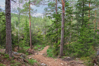 Scenic view of forest