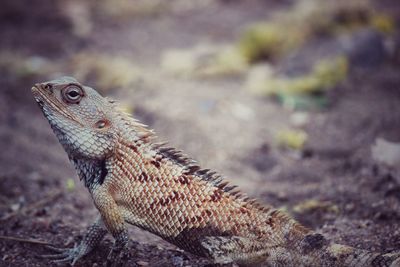 Close-up of lizard