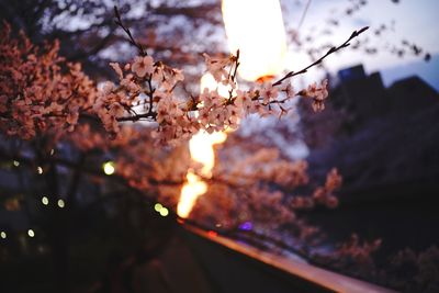 Close-up of cherry blossom during sunset