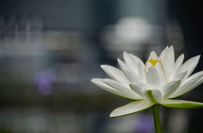 Close-up of white flowering plant