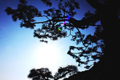 Low angle view of silhouette tree against sky