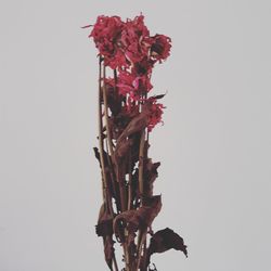 Close-up of wilted plant against white background