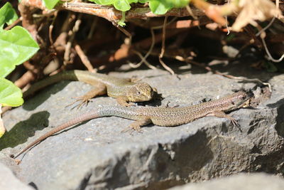 Close-up of lizard on rock